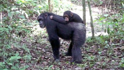 chimpanzees-adopt-100126-02