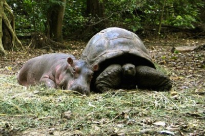 hippopotamus-tortoise-mombasa-kenya-peter-greste